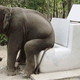 Image for article titled Shocking discovery: All mammals take about 21 seconds to go pee